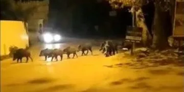 Bursa’da domuz sürüsü ilçe merkezine indi