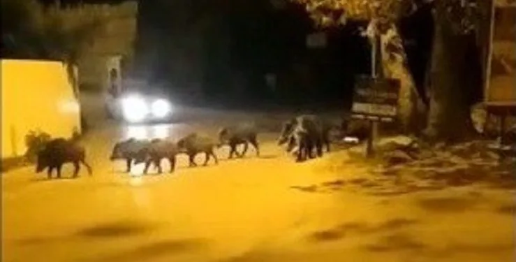 Bursa’da domuz sürüsü ilçe merkezine indi