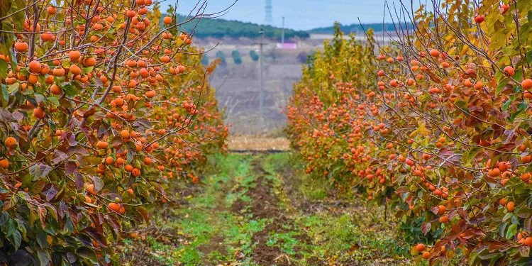Bursa Karacabey’e alternatif tarım modeli