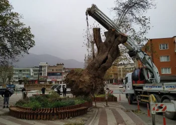 Bursa’da şiddetli lodos 270 yıllık çınar ağacını devirdi