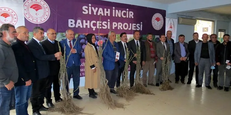 Bursa Mudanya’da siyah incir bahçesi projesi başladı