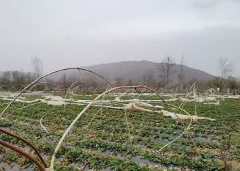 Bursa’da seralar lodosta hasar gördü