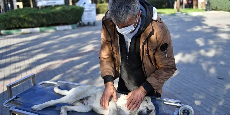 Yaralı köpeğe Osmangazi şefkati