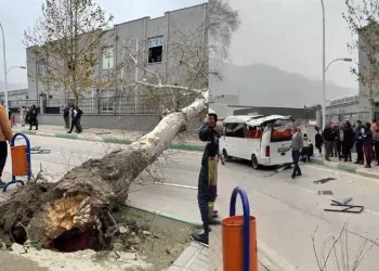 Bursa’da çınar ağacı minibüsün üzerine devirdi