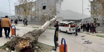 Bursa’da çınar ağacı minibüsün üzerine devirdi