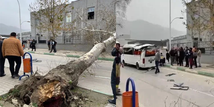 Bursa’da çınar ağacı minibüsün üzerine devirdi