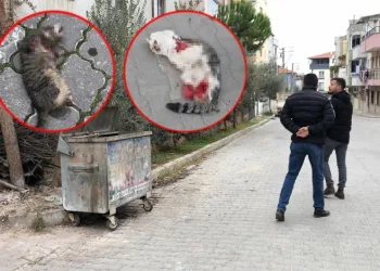 Bir kedi daha aynı şekilde katledildi