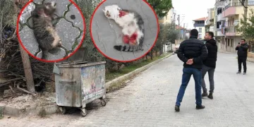 Bir kedi daha aynı şekilde katledildi