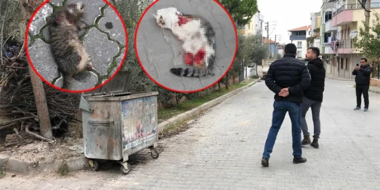 Bir kedi daha aynı şekilde katledildi