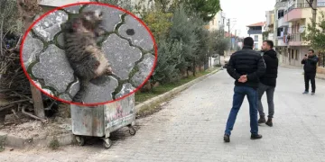 Seri kedi katili için özel ekip