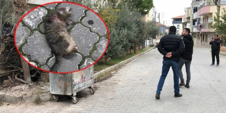Seri kedi katili için özel ekip
