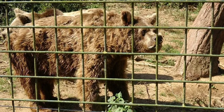 Bursa’da barınaktaki son dansçı ayı Brütüs öldü