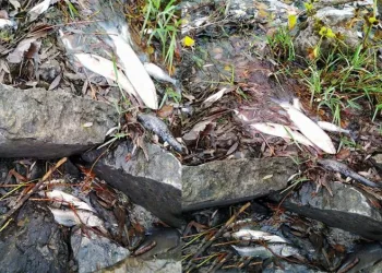 Bursa’da tedirgin eden görüntü! Her yıl aynı manzara