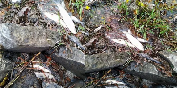 Bursa’da tedirgin eden görüntü! Her yıl aynı manzara