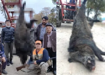 Bursalı avcılar 400 kiloluk domuz avladı