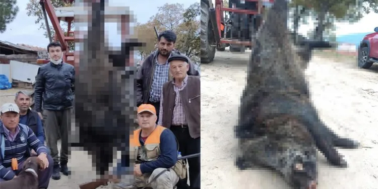 Bursalı avcılar 400 kiloluk domuz avladı