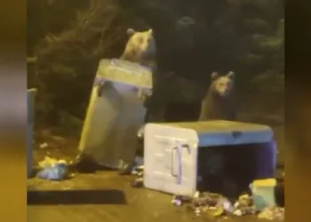Uludağ’da aç kalan ayı ailesi yerleşime indi