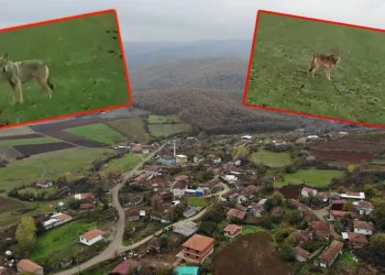 Bursa’da köyün kabusu oldu! Yerleşim yerine kadar geldiler