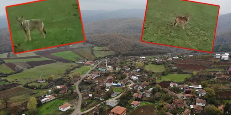 Bursa’da köyün kabusu oldu! Yerleşim yerine kadar geldiler