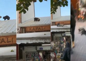 Bursa’da çatıda kedi kavgası! Bebeğin üzerine düşüyorlardı