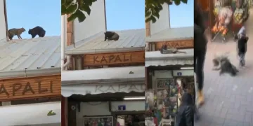 Bursa’da çatıda kedi kavgası! Bebeğin üzerine düşüyorlardı