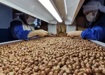 Avrupa Birliği’nden Türk fındığı kararı