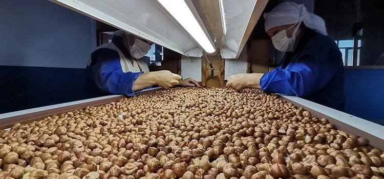 Avrupa Birliği’nden Türk fındığı kararı