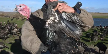 Yılbaşı hindileri satışa çıktı