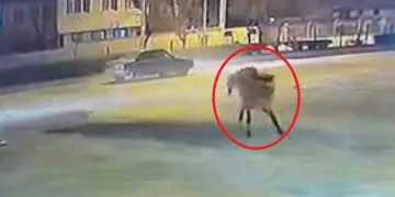 Bursa’da başıboş atlar kazaya neden oldu