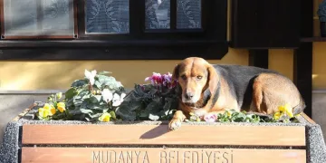 Bursa Mudanya’da sokaklar peyzaj çalışmalarıyla renkleniyor