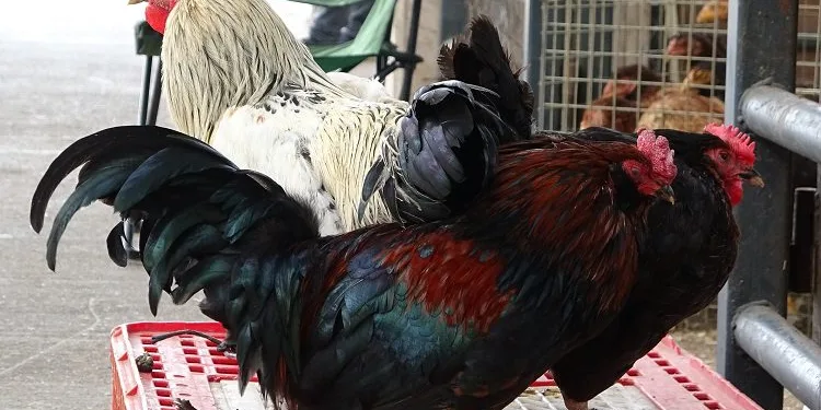 Canlı tavuk satışları patladı: Yüzde 50 daha ucuz