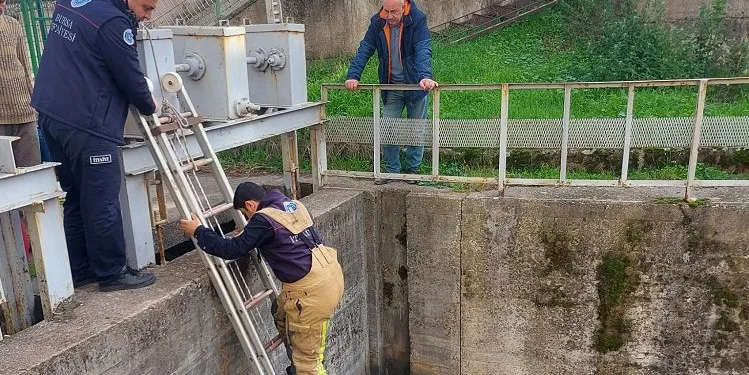 Bursa’da kedi kurtarma operasyonu