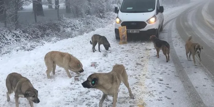 Osmangazi Belediyesi, Uludağ’daki sahipsiz hayvanları besliyor