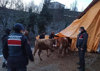 Bursa’da çaldıkları hayvanları satarken yakalandılar