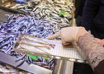Bursa’da ekipler balık tezgahlarını denetledi