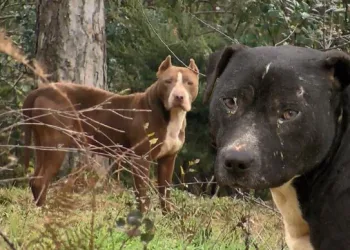 Ormanlar yasaklı ırk köpekleriyle doluyor