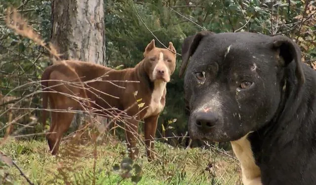 Ormanlar yasaklı ırk köpekleriyle doluyor