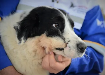 Azerbaycan’da tüfekle yaralanan köpek, Bursa’da