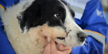Azerbaycan’da tüfekle yaralanan köpek, Bursa’da