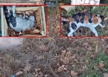 Bursa’da sokak kedilerini zehirlediler