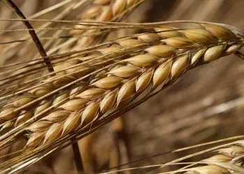 Tarım Bakanlığı’ndan arpa fiyatı açıklaması
