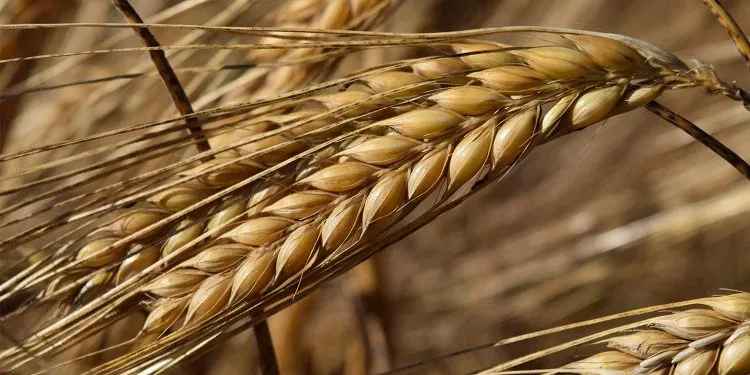Tarım Bakanlığı’ndan arpa fiyatı açıklaması