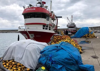 Son 10 yılın en kötüsü! Balıkçılar sezonu kapattı
