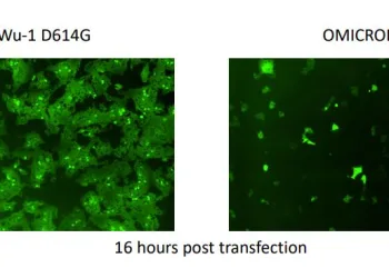 İngiltere’den Omicron varyantı araştırması