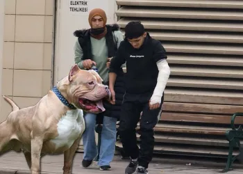 Bursa’da 18 yaşındaki genç pitbull saldırısına uğradı