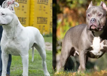 Bakanlıktan tehlike arz eden köpek ırkları için genelge