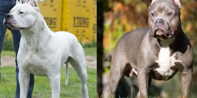 Bakanlıktan tehlike arz eden köpek ırkları için genelge