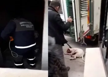 Bursa’da kediyi parçalayan Pitbull köpeği yakalandı