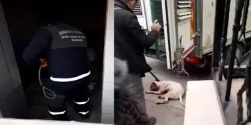 Bursa’da kediyi parçalayan Pitbull köpeği yakalandı