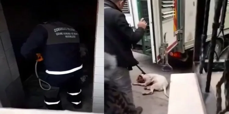 Bursa’da kediyi parçalayan Pitbull köpeği yakalandı